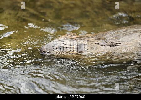 Eurasischer Biber, Europäischer Biber (Castorfaser), Schwimmen in einem Bach, Kanton Zug, Schweiz, Europa Stockfoto