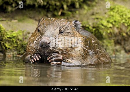 Eurasischer Biber, Europäischer Biber (Castor-Faser), Fütterung im Wasser, Kanton Zug, Schweiz, Europa Stockfoto