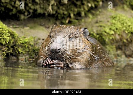 Eurasischer Biber, Europäischer Biber (Castor-Faser), Fütterung im Wasser, Kanton Zug, Schweiz, Europa Stockfoto