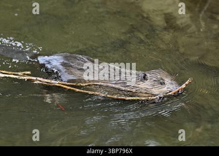 Eurasischer Biber, Europäischer Biber (Castorfaser), schwimmt in einem Bach mit einem Ast in der Mündung, Kanton Zug, Schweiz, Europa Stockfoto