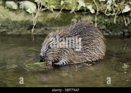 Eurasischer Biber, Europäischer Biber (Castor-Faser), der Gras im Wasser isst, Kanton Zug, Schweiz, Europa Stockfoto
