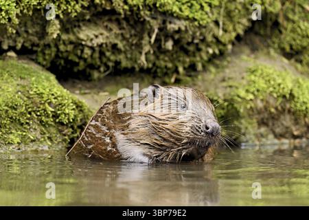 Eurasischer Biber, Europäischer Biber (Castor-Faser), sitzend im Wasser, Kanton Zug, Schweiz, Europa Stockfoto