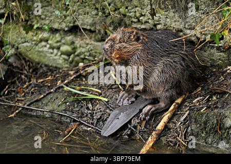 Eurasischer Biber, Europäischer Biber (Castor-Faser), Fütterung am Ufer, Kanton Zug, Schweiz, Europa Stockfoto