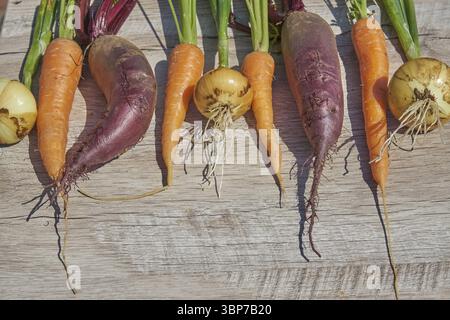 Frisch geerntete, selbst angebaute Rote Bete, Zwiebeln und Karotten auf Holztisch. Draufsicht, Kopierraum Stockfoto