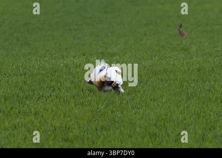 Männliche Großtrappe (Otis tarda) im Flug während der Balz. Maennliche Grosstrappe (Otis tarda) im Flug waehrend der Balz Stockfoto