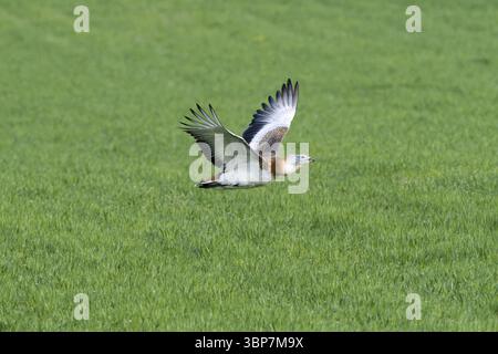 Maennliche Grosstrappe (Otis tarda) im Flug waehrend der Balz. Männliche Großtrappe (Otis tarda) im Flug während der Balz Stockfoto