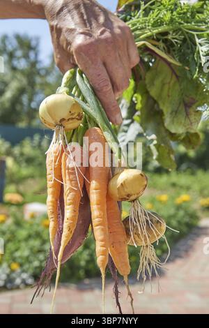 Bauer hält frisch geerntete hausgemachte Bio-Rote Beete, Karotten und Zwiebeln im Hinterhof Stockfoto