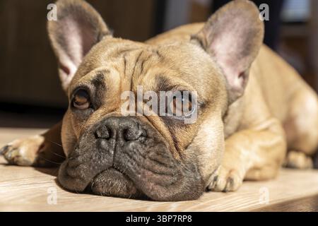Französische Bulldogge, die sich auf dem Boden niederlegt und sich sonnen kann. Inländisches niedliches Haustier, Familienhund Stockfoto