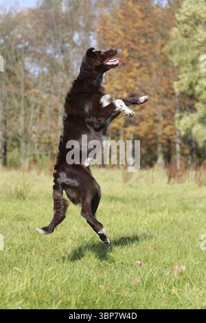 Springender Australischer Schäferhund Stockfoto