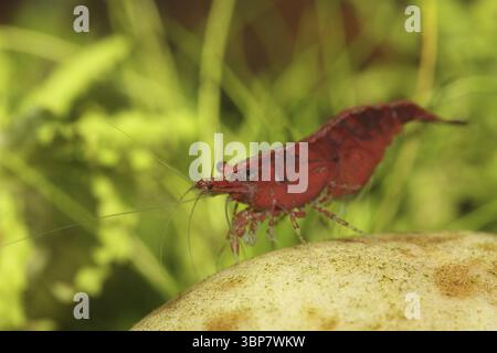Neocaridina heteropoda var. ?Rot? Stockfoto