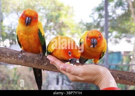Eine Schar wunderschöner Sun Conures, die in einer großen Voliere gefeuert werden Stockfoto