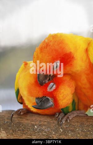 Niedliches Sun Conure-Paar, das sich gegenseitig vorstellt, um Liebe und Sorgfalt auszudrücken Stockfoto