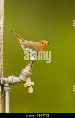 Europäischer robin Erithacus rubecula, Erwachsener auf Gartenhahn, Suffolk, England, Juni Stockfoto
