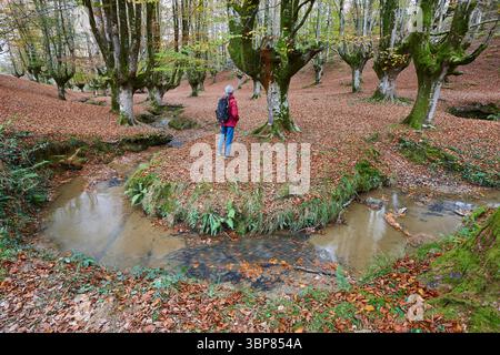 Buchenwald in Vizcaya. Hayedo Otzarreta, Gorbeia. Herbstlandschaft. Spanien Stockfoto