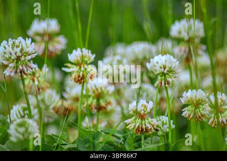 Flora : Lupine, lila, Blume, Blüte, Wiese, Feld, Natur, Sommer, grün, Pflanze, wild, lebendig, groß, Turm, bunt, im Freien, Tageslicht, flo Stockfoto
