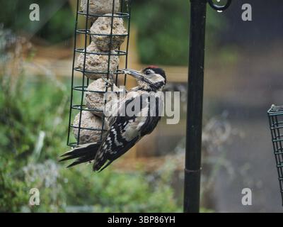Toller Spotted Woodspecht, der sich an Saugbällen im Garten-Vogelfutter ernährt. Beliebter Gartenbesucher in Großbritannien im Winter. Wildtierfotografie Stockfoto