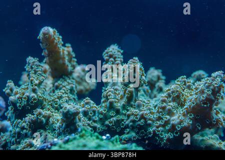 Detailliertes Makrofoto der Acropora SPS-Koralle mit ausgedehnten Polypen in einem tropischen Riff, das lebendige Unterwasserleben und Biodiversität zeigt Stockfoto