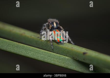 Eine männliche Pfauenspinne (Maratus clupeatus) in seinem letzten Maul, die seine Brutfarben für die Saison 2025 zeigt. Stockfoto