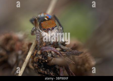 Eine männliche Pfauenspinne (Maratus clupeatus) in seinem letzten Maul, die seine Brutfarben für die Saison 2025 zeigt. Stockfoto