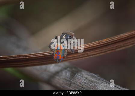 Eine männliche Pfauenspinne (Maratus clupeatus) in seinem letzten Maul, die seine Brutfarben für die Saison 2025 zeigt. Stockfoto