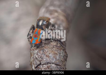 Eine männliche Pfauenspinne (Maratus clupeatus) in seinem letzten Maul, die seine Brutfarben für die Saison 2025 zeigt. Stockfoto