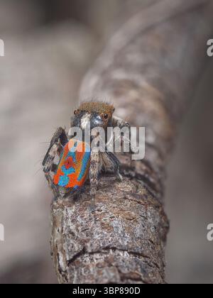 Eine männliche Pfauenspinne (Maratus clupeatus) in seinem letzten Maul, die seine Brutfarben für die Saison 2025 zeigt. Stockfoto