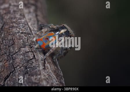 Eine männliche Pfauenspinne (Maratus clupeatus) in seinem letzten Maul, die seine Brutfarben für die Saison 2025 zeigt. Stockfoto