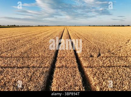 Luftaufnahme von Heuballen bei Sonnenuntergang im Sommer. Draufsicht auf Heustapel. Landwirtschaft. Feld nach der Ernte mit Heurollen. Landschaft mit Ackerland, Stroh Stockfoto