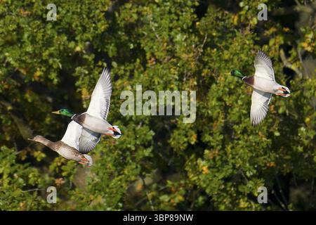 Stockenten im Flug im Herbst. Stockenten im Flug im Herbst Stockfoto