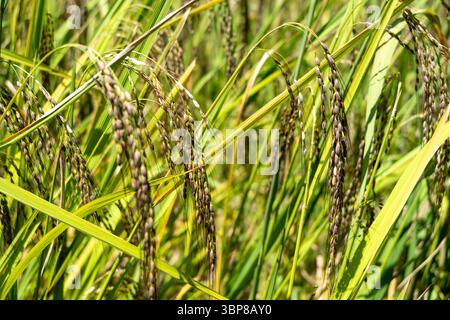 Detaillierte Ansicht der grünen Reispflanzen, die in den fruchtbaren Feldern von Toraja, Sulawesi, während der üppigen tropischen Vegetationszeit wachsen Stockfoto