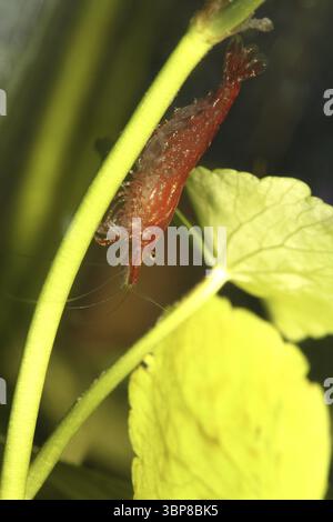 Neocaridina heteropoda var. ?Rot? Stockfoto