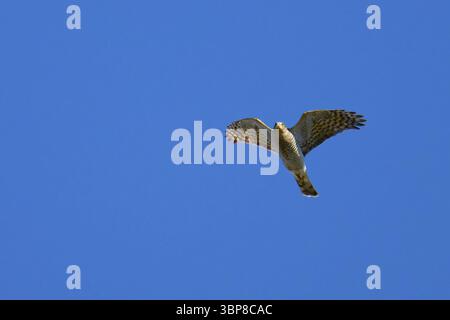 Sperber Weibchen bei der Jagd. Weibliche eurasische spatzenjagd Stockfoto