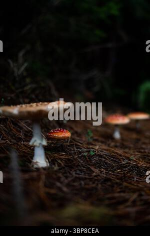 Diese eindrucksvolle Aufnahme fängt lebendige Amanita Muscaria Pilze ein, die aus einem dunklen, mystischen Waldboden auftauchen, und ihre gefleckten Kappen leuchten wie versteckte ge Stockfoto