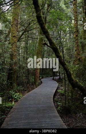 Ein gewundener Holzsteg durchquert einen dichten, moosbedeckten Wald. Hohe Bäume und üppiges Grün schaffen eine ruhige, einladende Atmosphäre Stockfoto