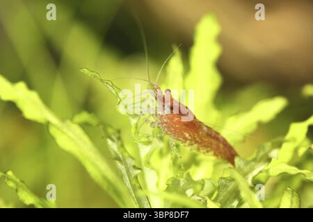 Neocaridina heteropoda var. ?Rot? Stockfoto