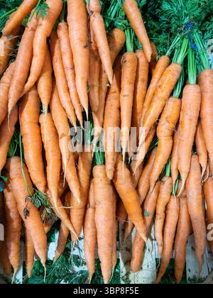 Frische Karotten mit Oberteilen zum Verkauf in einem britischen Gemüsehändler. Stockfoto