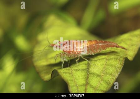 Neocaridina heteropoda var. ?Rot? Stockfoto