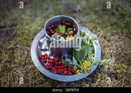 Grüner Tee auf Pflanzenbasis in touristischem Becher, gebraut aus Walderdbeeren, Minzblättern und Johanniskraut während eines Urlaubs im Wald. Revitaliz Stockfoto