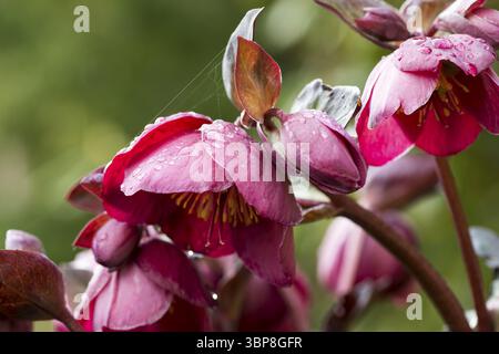 Schneerose, auch meist Christrose genannt im Fruehjahr. Weihnachtsrose oder schwarzer Hellebur im Frühling Stockfoto