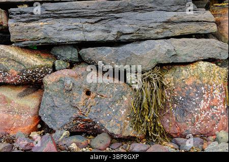 Farbenfrohe Felsformationen und Algen sind an der Küste zu sehen, die Texturen und Farben bei Ebbe freigeben. Stockfoto