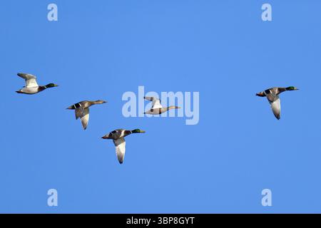 Stockenten und eine Loeffelente im Flug im Herbst. Stockenten und Nordschaufel im Flug im Herbst Stockfoto