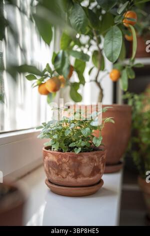 Melissa-Pflanze im alten Terrakotta-Topf auf Fensterbank Soft Focus, Zitrusbaum-Zimmerpflanze mit Früchten auf Hintergrund. Anbau aromatischer frischer Zitronenmelisse Kräuter Stockfoto
