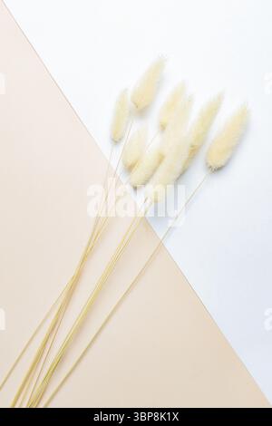 Trockene Flauschige Hasenschwaenze Gras lagurus Ovatus Blumen auf Doppel weiß und beige Hintergrund. Tan Pom Pom Pflanzen Kulisse Stockfoto