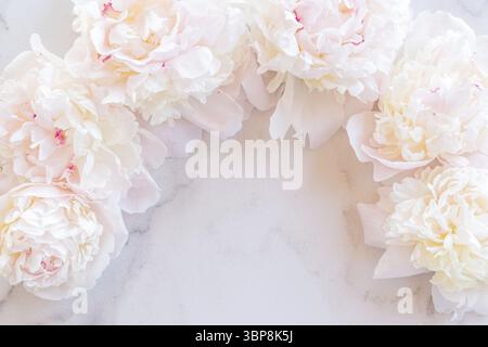 Vorlage für eine romantische Grußkarte mit cremigen Pfingstrosen auf weißem Marmorboden. Blühende Blumen auf weißem Hintergrund. Rosafarbene Pfingstrosen auf einem WH Stockfoto