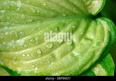 Regenwassertröpfchen auf Hostablättern in einem englischen Garten in norfolk, england Stockfoto
