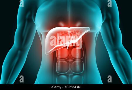 Menschlicher Körper mit Leberanatomie. 3D-Abbildung Stockfoto