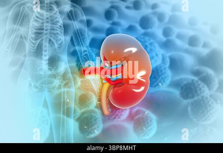 Menschliche Niere unter medizinischem Hintergrund. 3D-Abbildung Stockfoto