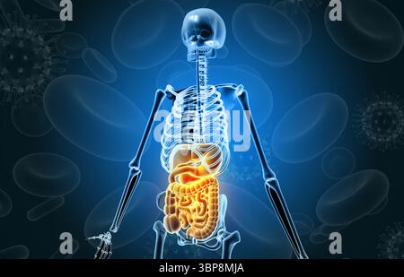 Menschliches Skelett auf medizinischem Hintergrund. 3D-Abbildung Stockfoto