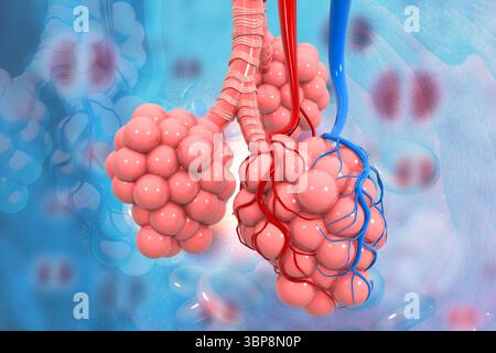 Lungenalveolen auf medizinischem Hintergrund. 3D-Abbildung Stockfoto