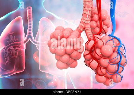 Lungenalveolen auf medizinischem Hintergrund. 3D-Abbildung Stockfoto